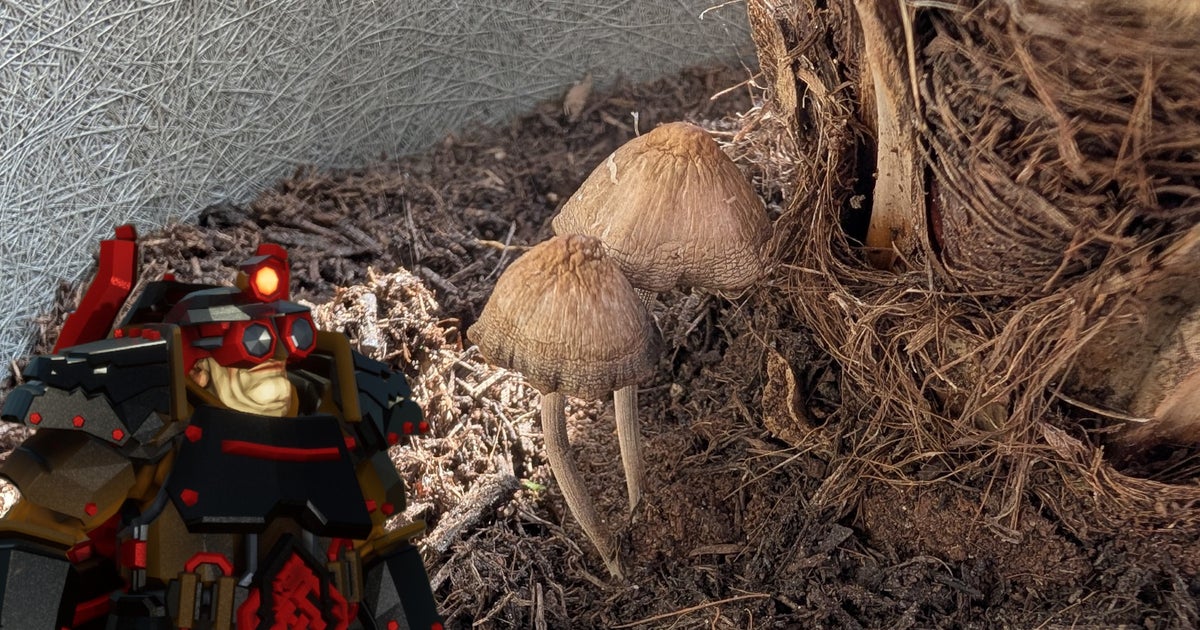 You are currently viewing I know, I'll use Deep Rock Galactic to identify the mushrooms in my palm pot